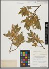 Foto von Salix hastata L.